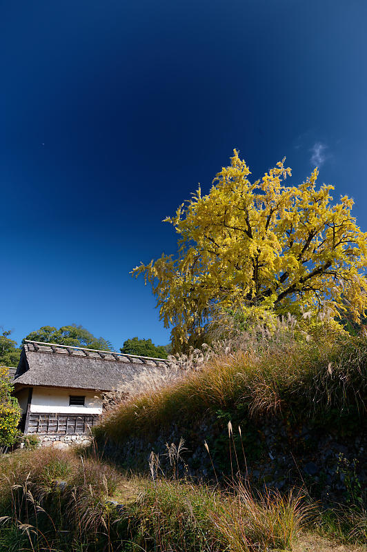 2021年京都の紅葉@越畑 河原家住宅_f0032011_20063699.jpg