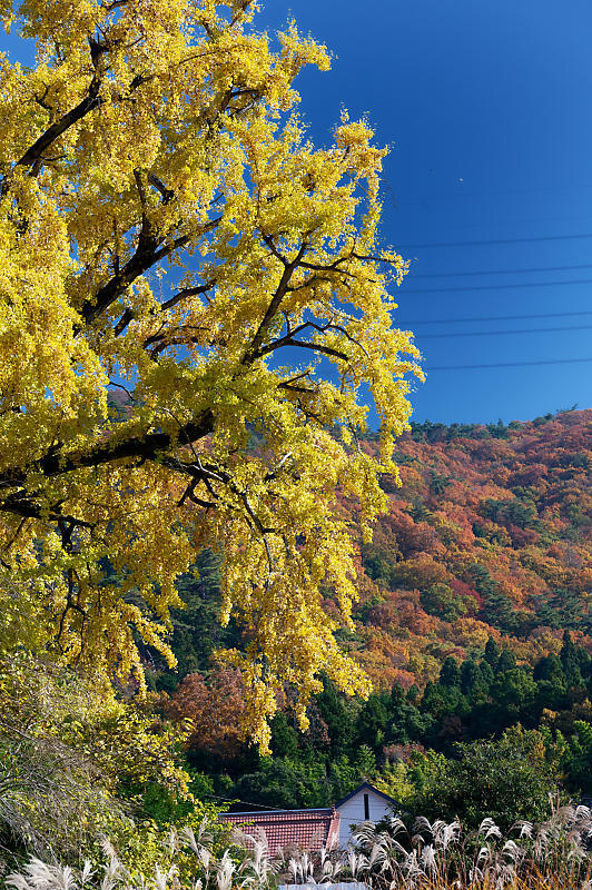 2021年京都の紅葉@越畑 河原家住宅_f0032011_20063754.jpg