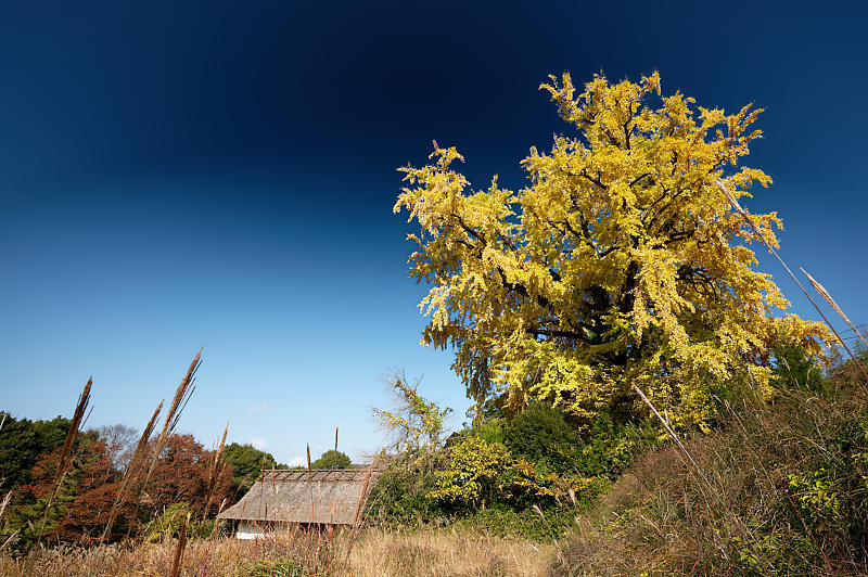 2021年京都の紅葉@越畑 河原家住宅_f0032011_20063762.jpg
