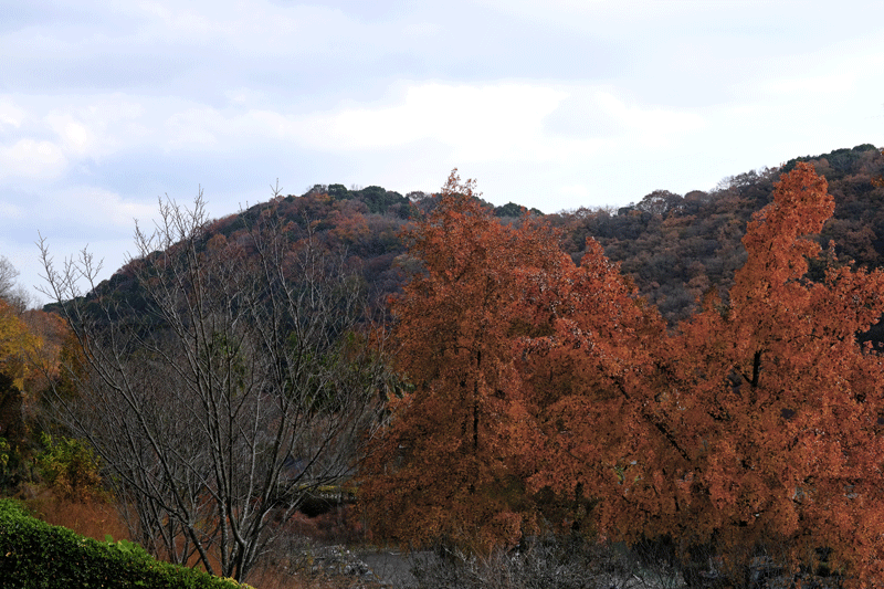 和歌山県植物公園緑化センターにて 日本全国くるま旅