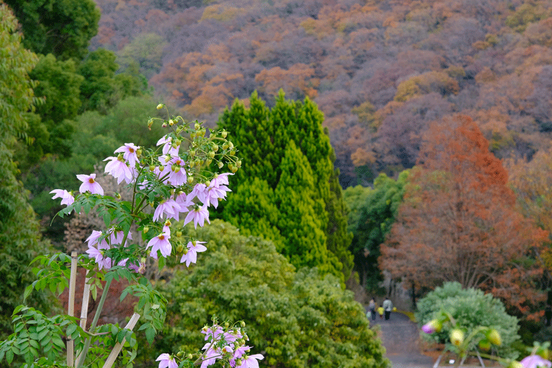 和歌山県植物公園緑化センターにて 日本全国くるま旅