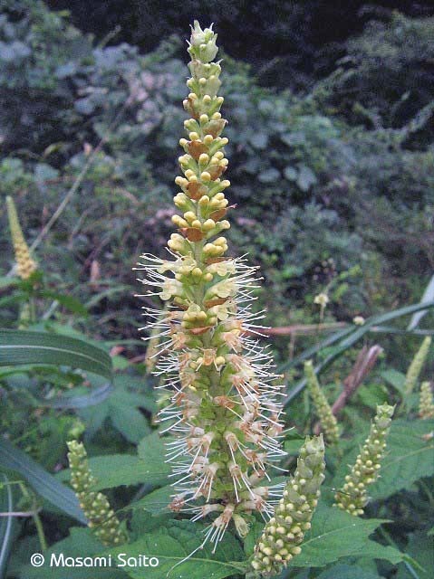 テンニンソウ 天人草 草花と自然blog