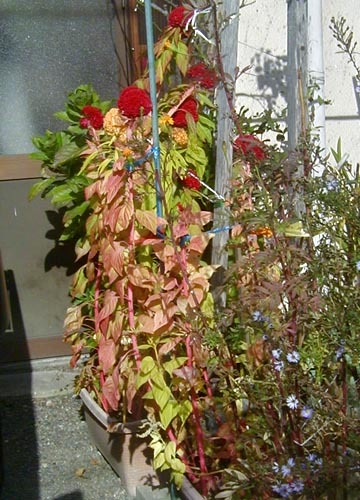 ●「枯れてなお 花色深き 鶏頭の 不動が並ぶ 姿逞し」_d0053294_14385336.jpg