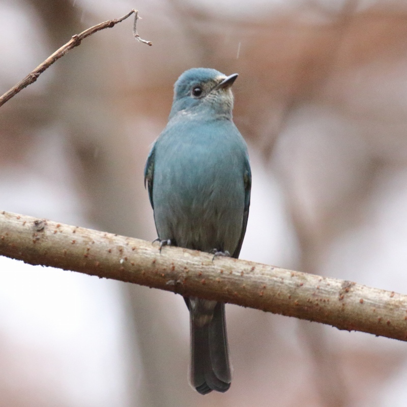 全身ブルーの羽をまとった珍鳥「ロクショウヒタキ」が東京に現る : 旅