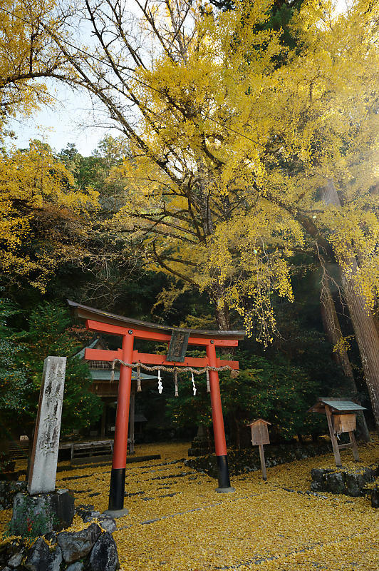 2021年京都の紅葉@小野郷 岩戸落葉神社_f0032011_21183816.jpg