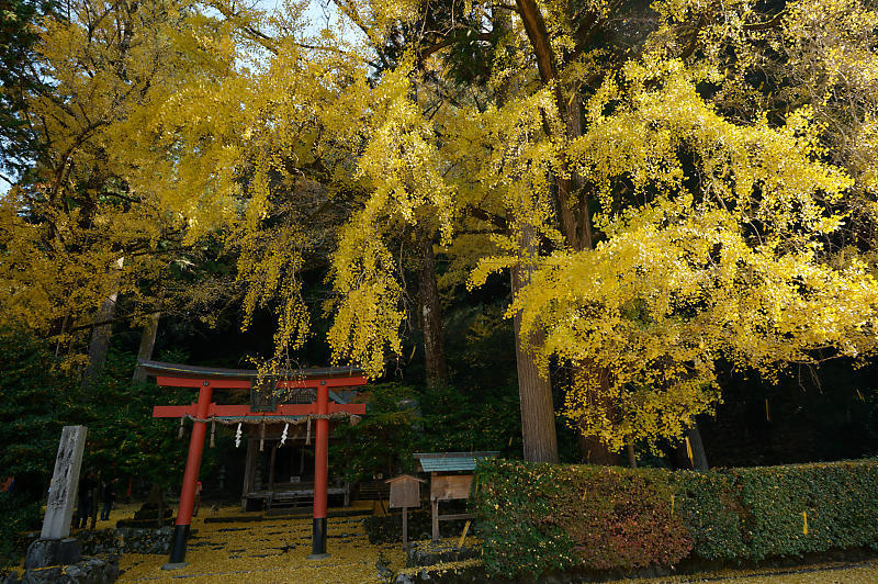 2021年京都の紅葉@小野郷 岩戸落葉神社_f0032011_21183832.jpg