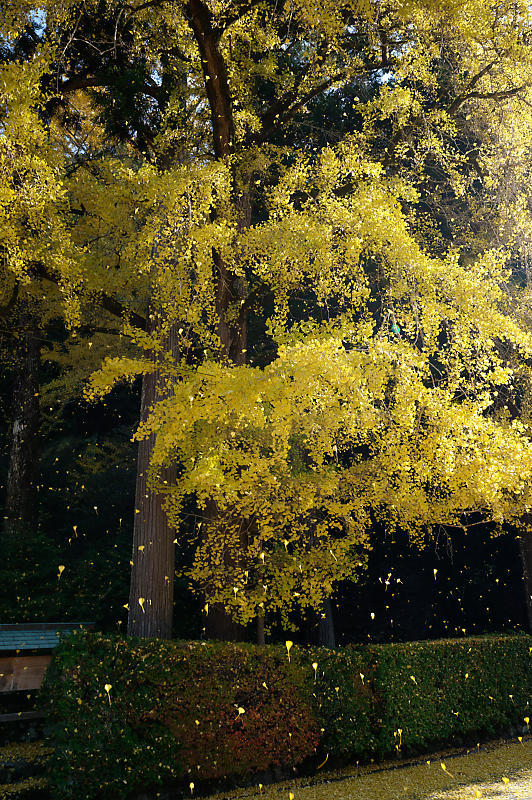 2021年京都の紅葉@小野郷 岩戸落葉神社_f0032011_21183881.jpg
