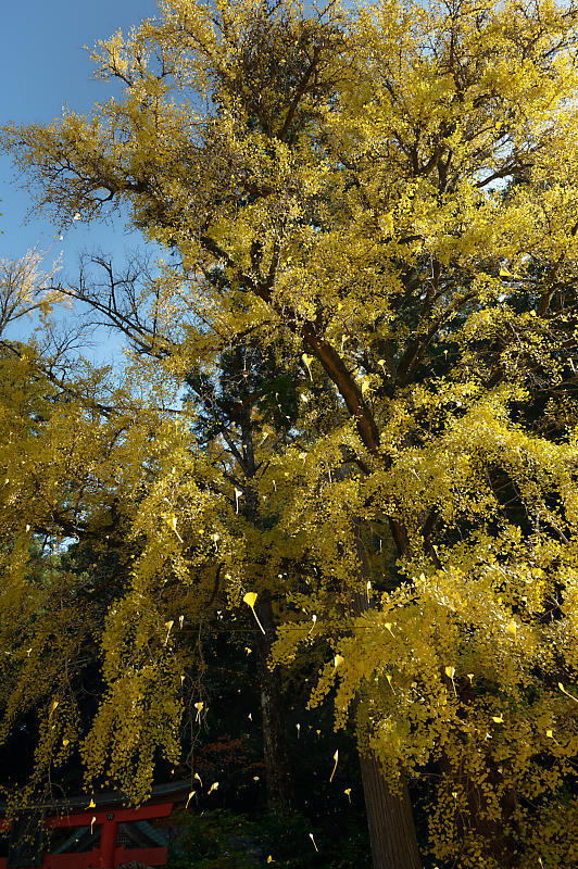 2021年京都の紅葉@小野郷 岩戸落葉神社_f0032011_21183912.jpg
