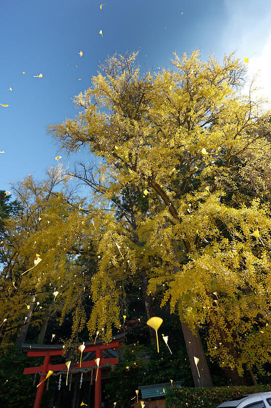 2021年京都の紅葉@小野郷 岩戸落葉神社_f0032011_21183933.jpg
