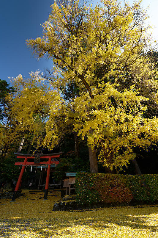 2021年京都の紅葉@小野郷 岩戸落葉神社_f0032011_21183940.jpg