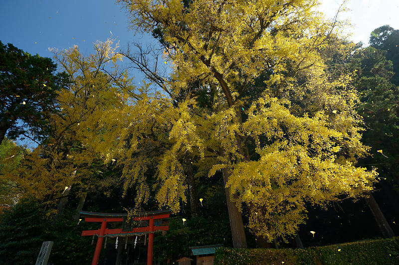2021年京都の紅葉@小野郷 岩戸落葉神社_f0032011_21183946.jpg