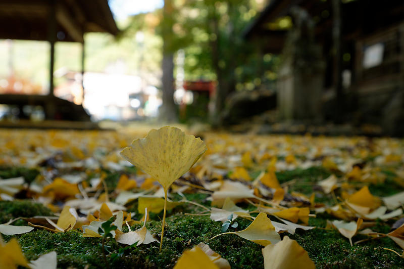 2021年京都の紅葉@小野郷 岩戸落葉神社_f0032011_21205608.jpg