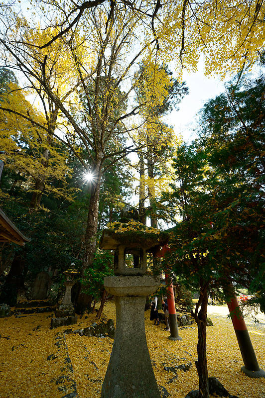 2021年京都の紅葉@小野郷 岩戸落葉神社_f0032011_21205676.jpg