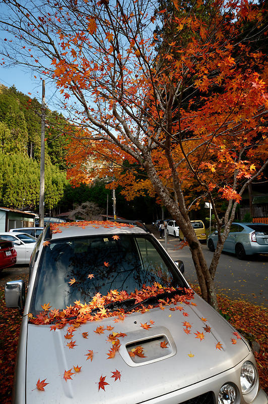 2021年京都の紅葉@小野郷 岩戸落葉神社_f0032011_21205712.jpg