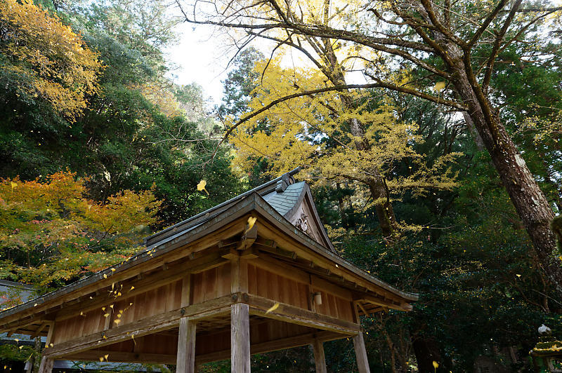 2021年京都の紅葉@小野郷 岩戸落葉神社_f0032011_21205717.jpg