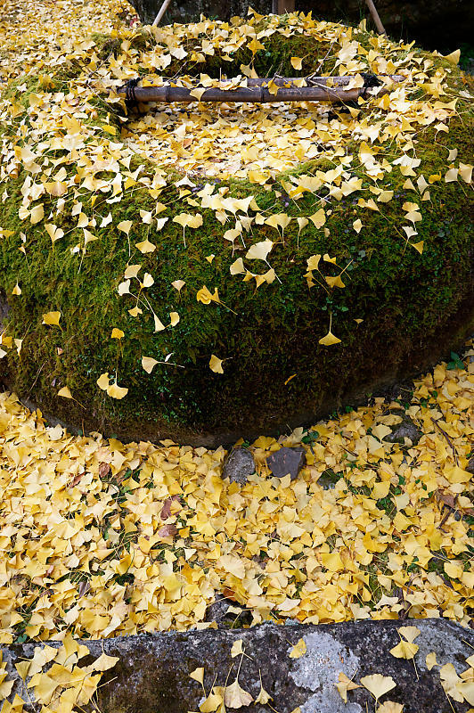2021年京都の紅葉@小野郷 岩戸落葉神社_f0032011_21205720.jpg