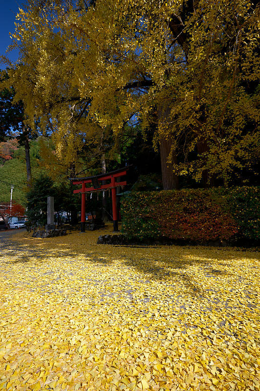 2021年京都の紅葉@小野郷 岩戸落葉神社_f0032011_21205770.jpg