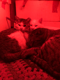 夫の猫愛_f0363168_22561558.png