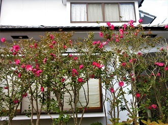 住宅団地に、サザンカが咲く_e0175370_20384741.jpg