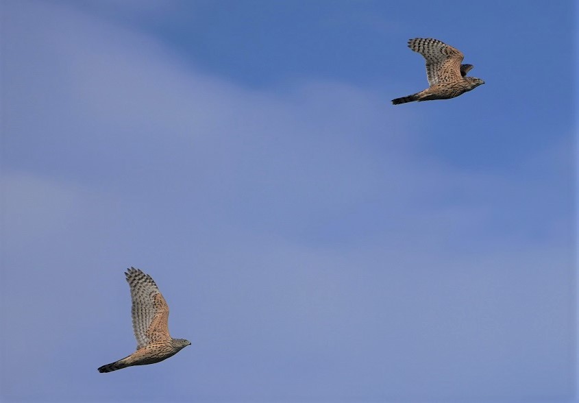 タカは多いですが カモが減ってきました 先週末の鳥類園 21 12 11 12 葛西臨海公園 鳥類園