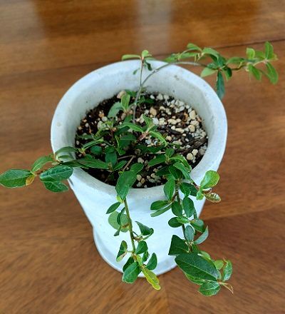 ガジュマル フィカス 気根付き 観葉植物 樹形◎76cm】ガジュマル