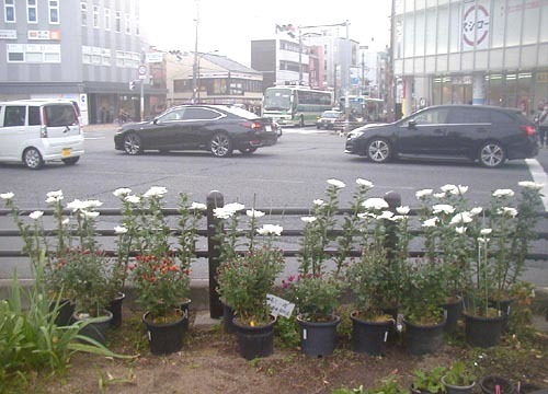 ●「交差点 歩道に花壇 珍しや 菊に聞きたし 誰と話した」_d0053294_13432165.jpg