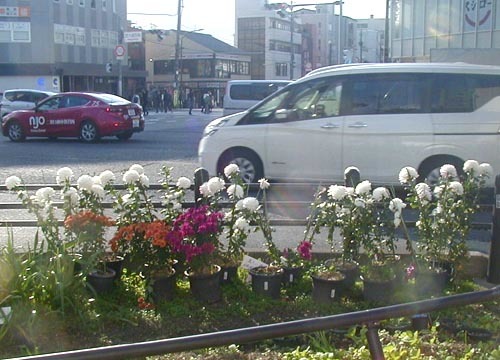 ●「交差点 歩道に花壇 珍しや 菊に聞きたし 誰と話した」_d0053294_13433976.jpg
