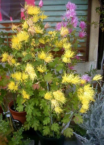 ●「玄関の 脇を彩る 菊の花 家人の世話に 契る姿や」_d0053294_18201464.jpg