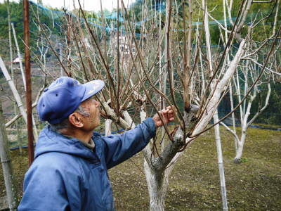 太秋柿 令和3年の冬の様子 今年も収穫を終えた果樹園の落ち葉を徹底して集め病気や害虫を防ぎます _a0254656_17584660.jpg