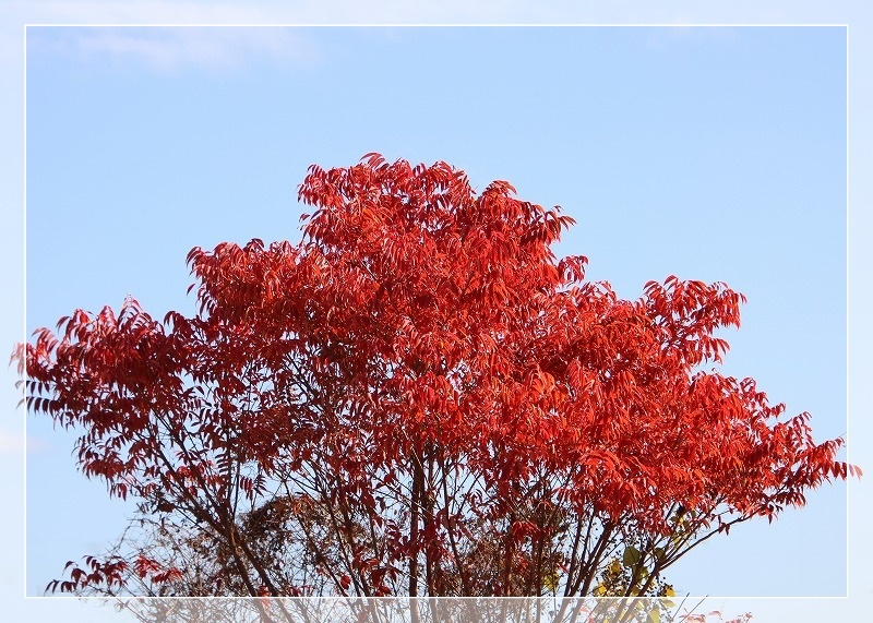 若木ハゼ紅葉美しく 気ままにデジカメ散歩