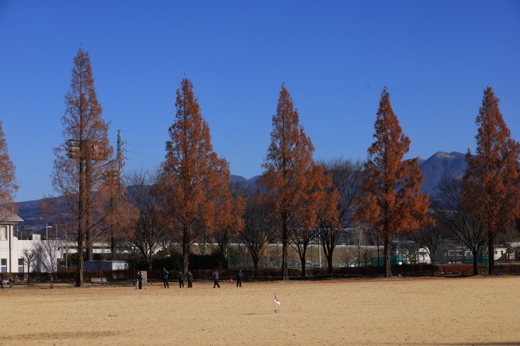 メタセコイアの紅葉 茶色の美 21 12 14撮影 Toshiさんのお気楽ブログ