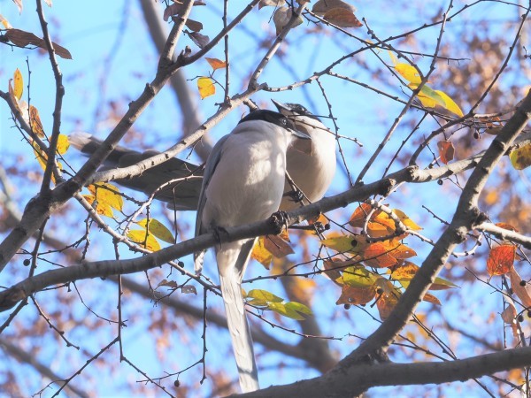 身近で見られる素敵な野鳥 オナガ 水元かわせみの里水辺のふれあいルーム