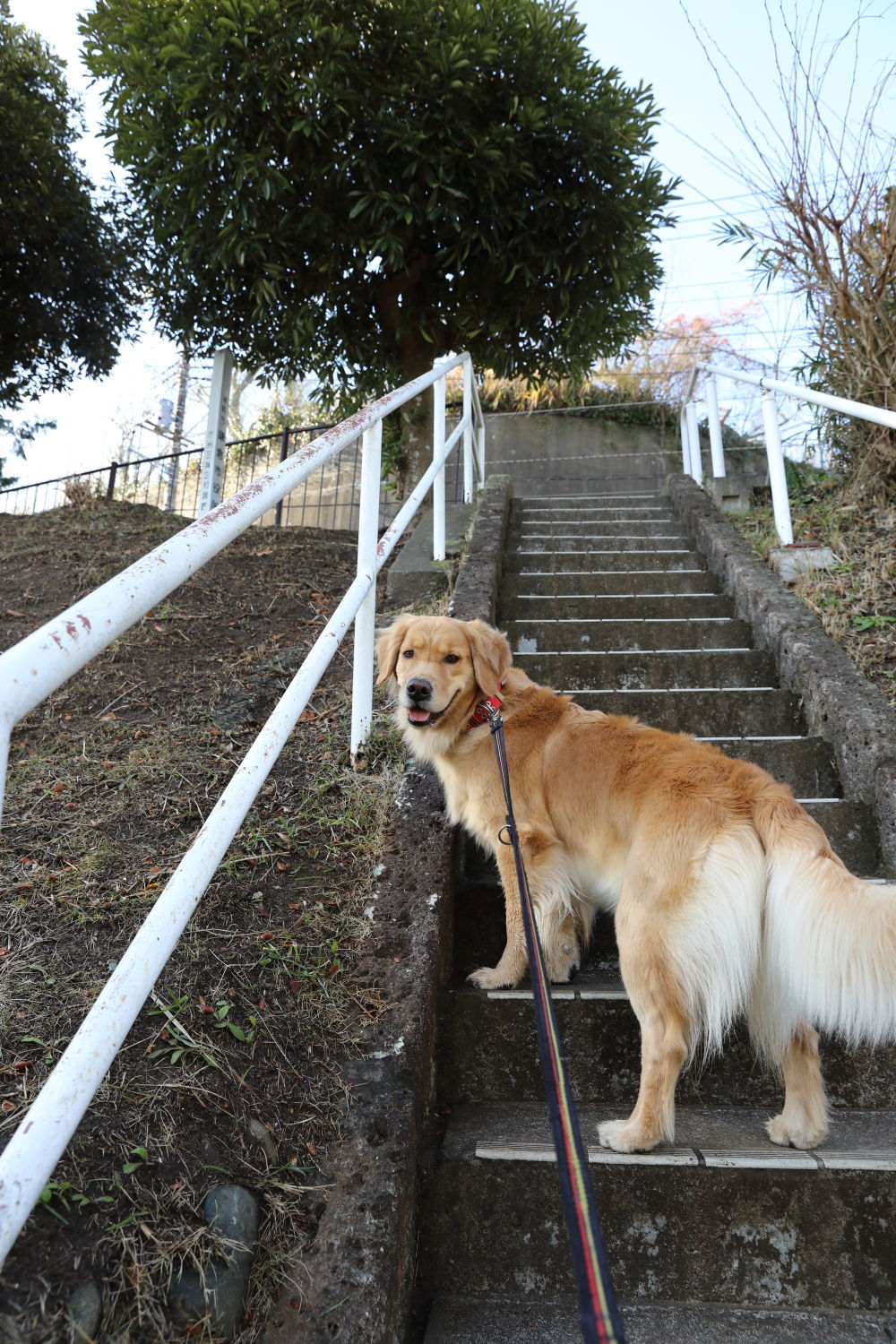まだあるじゃないでしゅか_b0275998_14300597.jpg