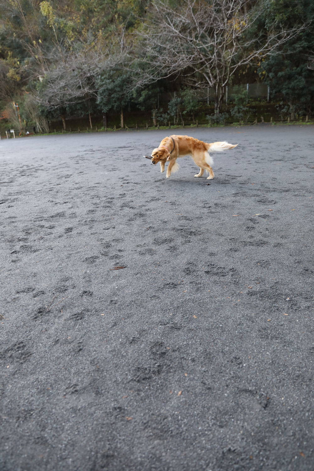 まだあるじゃないでしゅか_b0275998_14303825.jpg