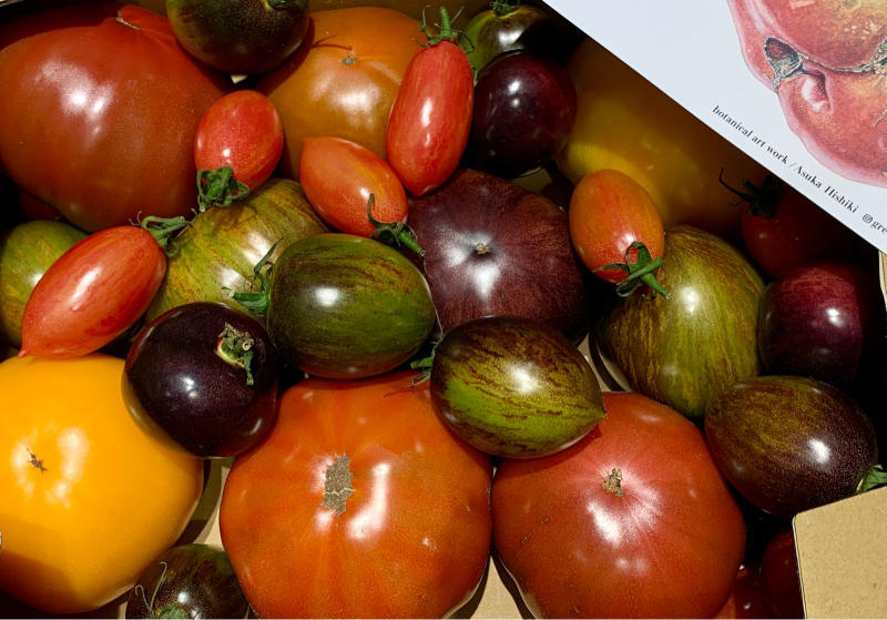 渥美半島石井農園のとても希少なトマト、THE TOMATO EVOLUTION