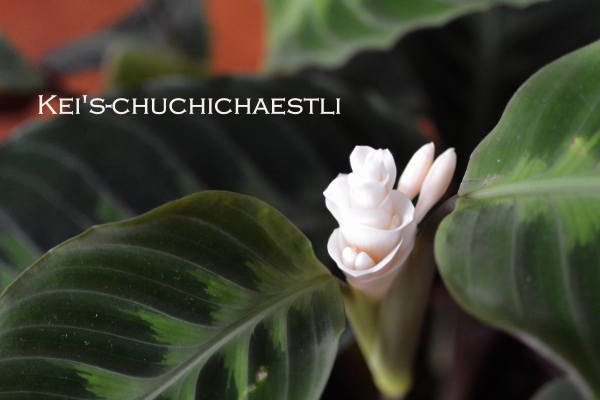 カラテアの花が咲きました Kei S Chuchichaestli