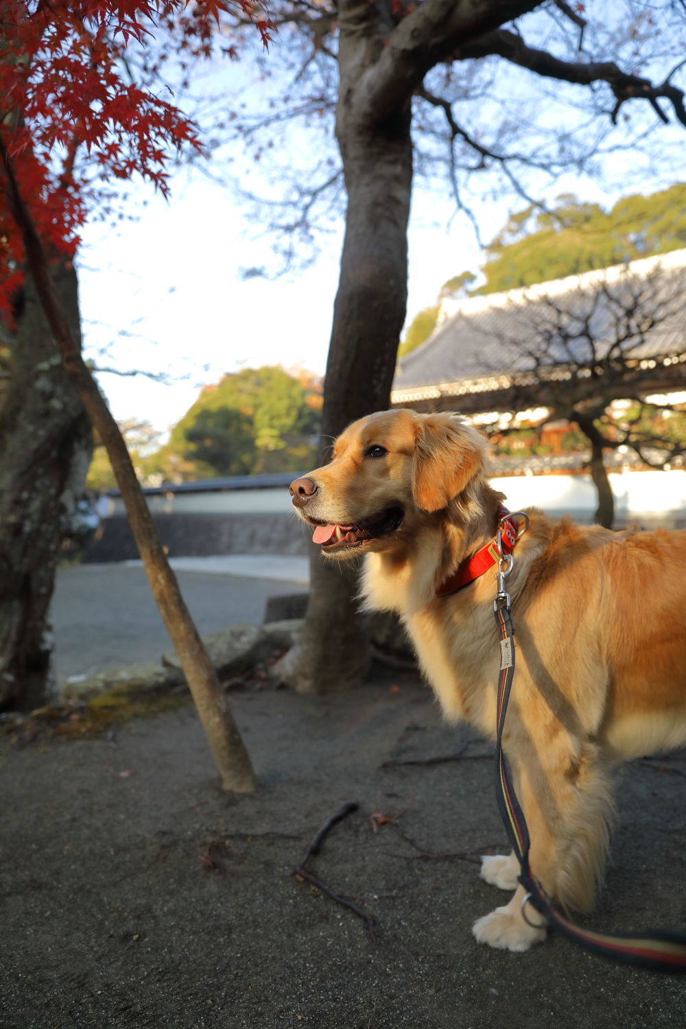 紅葉狩りの写真_b0275998_15204983.jpg