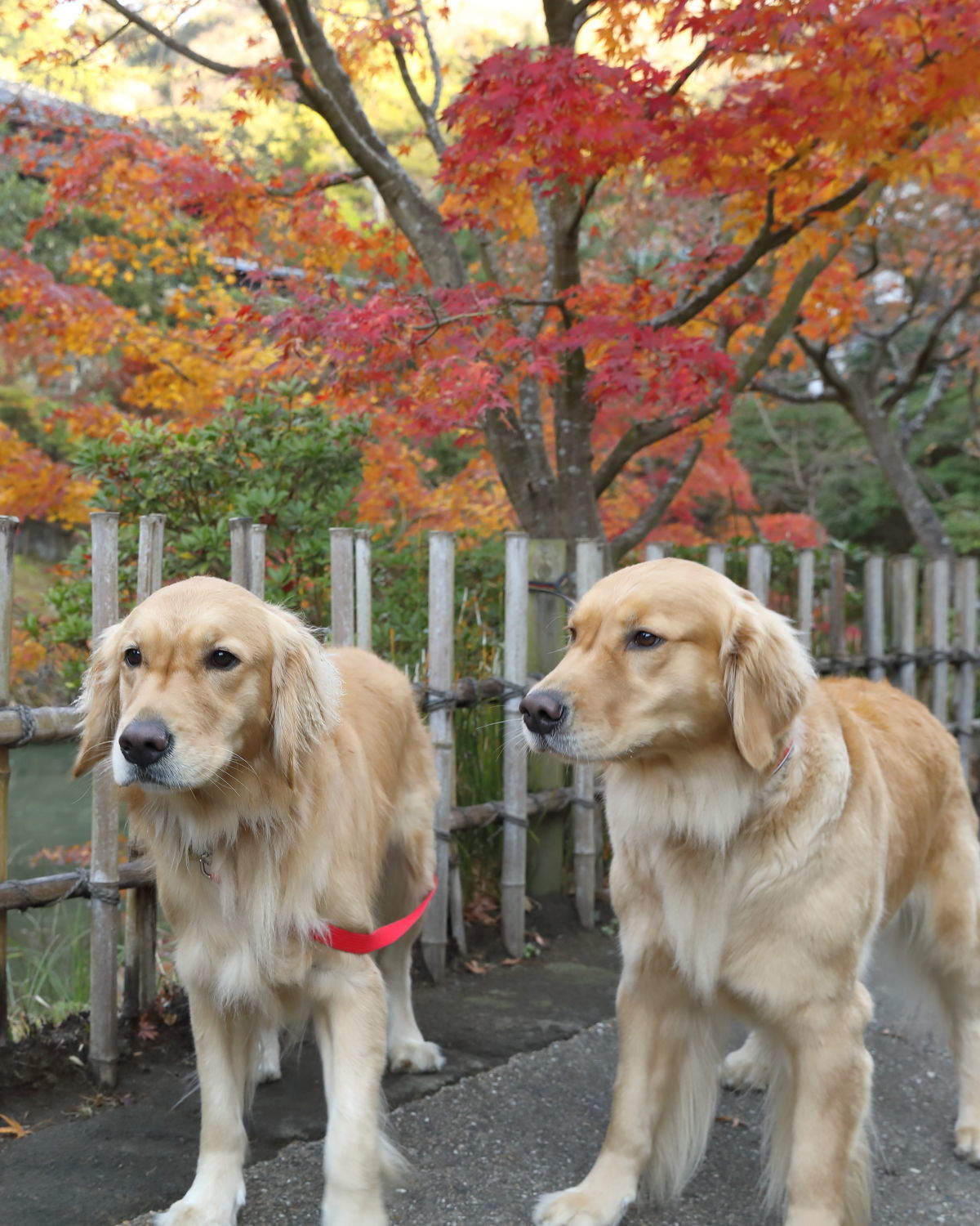 紅葉狩りの写真_b0275998_15210170.jpg