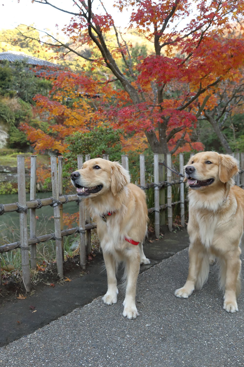 紅葉狩りの写真_b0275998_15210501.jpg