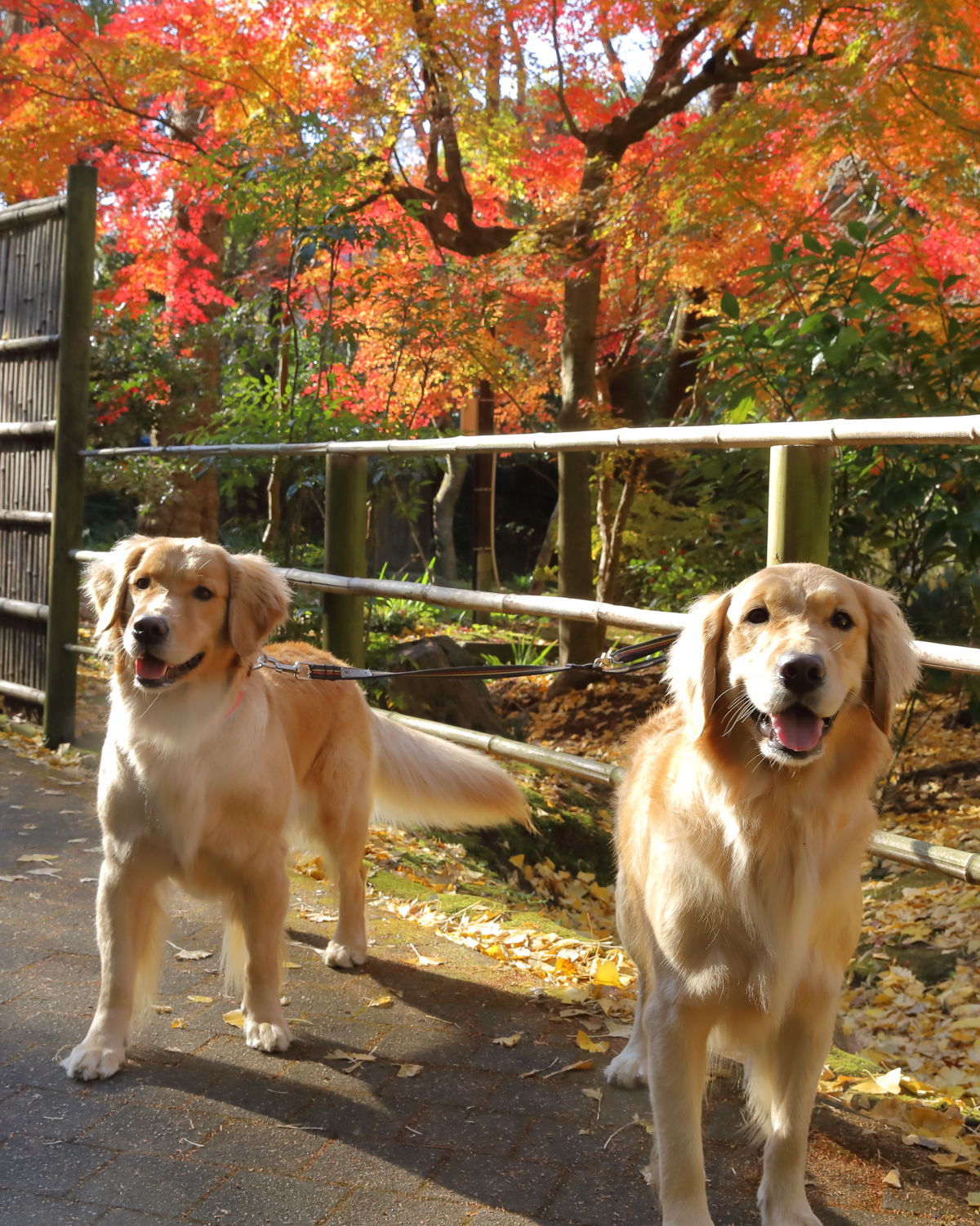 紅葉狩りの写真_b0275998_15230268.jpg