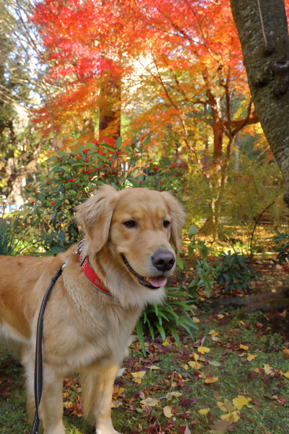 紅葉狩りの写真_b0275998_15231891.jpg