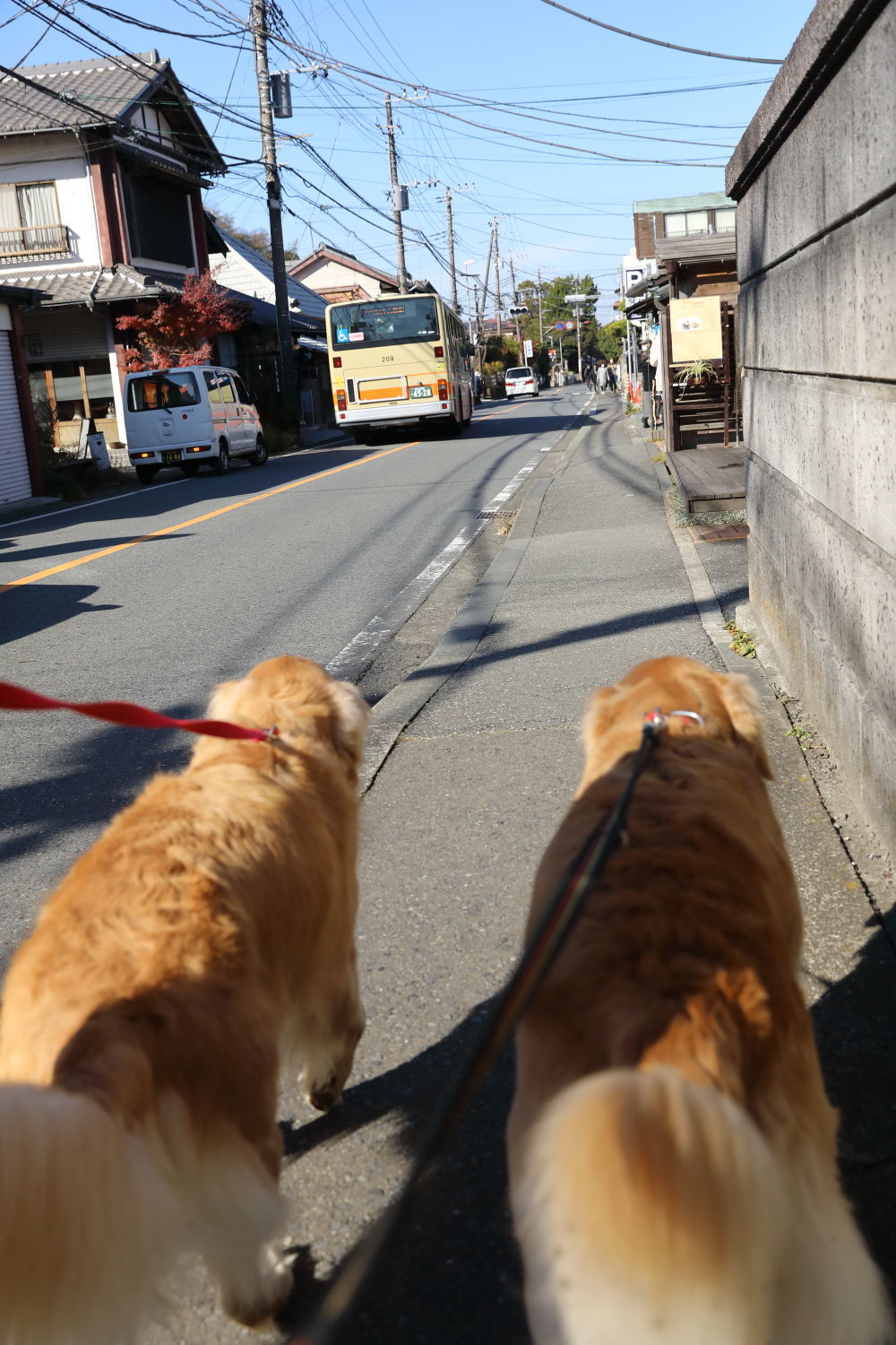 紅葉狩りの写真_b0275998_15383335.jpg
