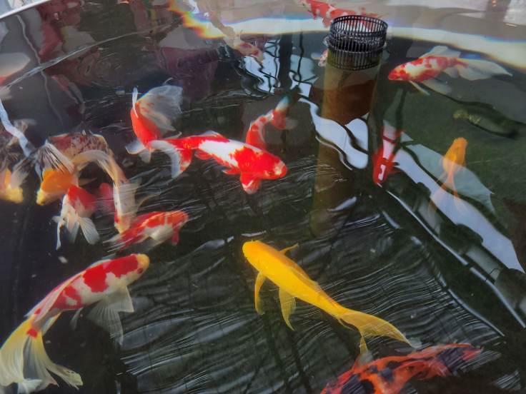 アクアマリンふくしま 屋外と金魚館 福島県いわき市 963 77