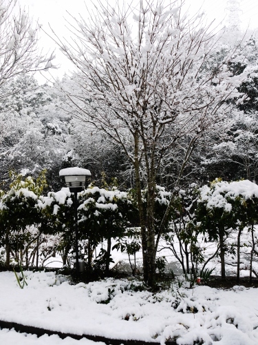 初雪～☆_e0167795_14574830.jpg
