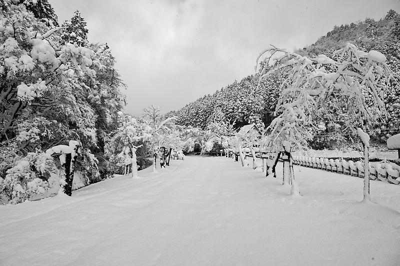 朧月　雪景色 2021年京都の雪景色 初雪景色＠日吉 多治神社 : デジタルな