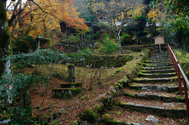 2021年京都の紅葉@杉坂 地蔵院_f0032011_17454930.jpg