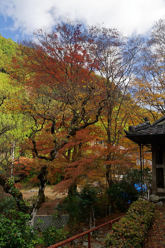 2021年京都の紅葉@杉坂 地蔵院_f0032011_17454932.jpg
