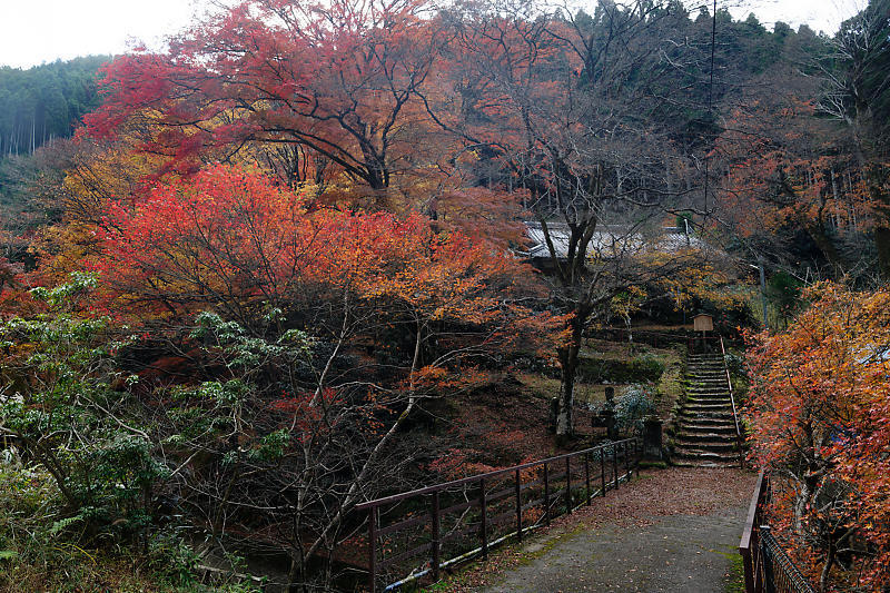 2021年京都の紅葉@杉坂 地蔵院_f0032011_17454995.jpg