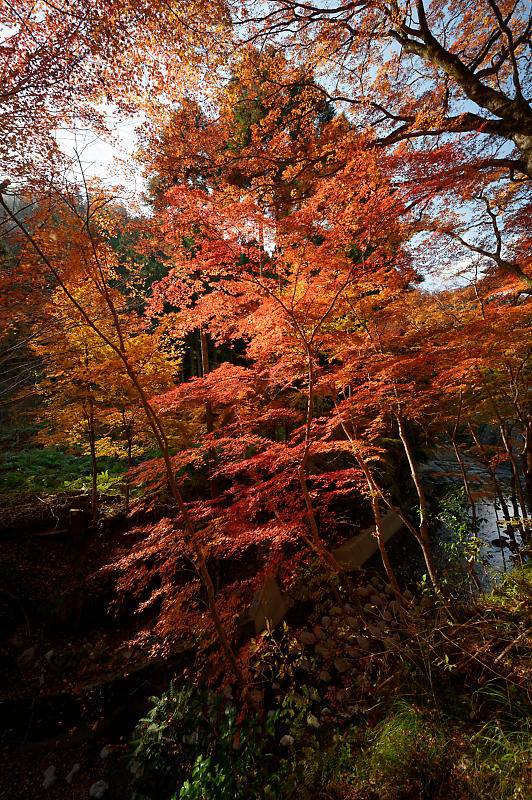 2021年京都の紅葉@杉坂 地蔵院_f0032011_17455000.jpg