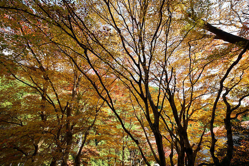 2021年京都の紅葉@杉坂 地蔵院_f0032011_17455008.jpg